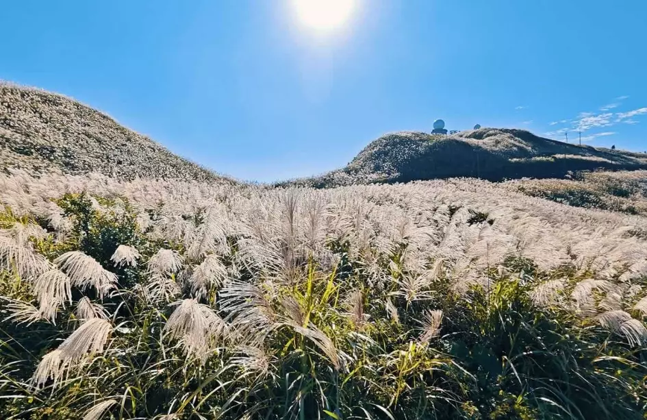 芒草拍攝地點