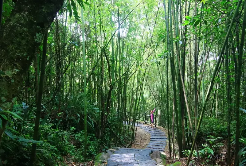 阿里山迷糊步道