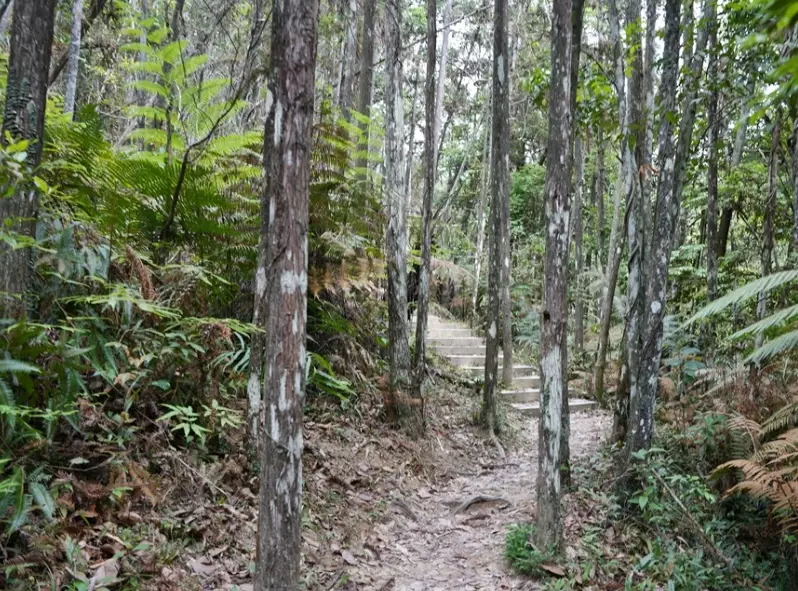 台灣森林步道