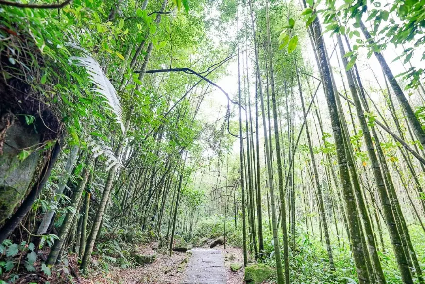 阿里山迷糊步道