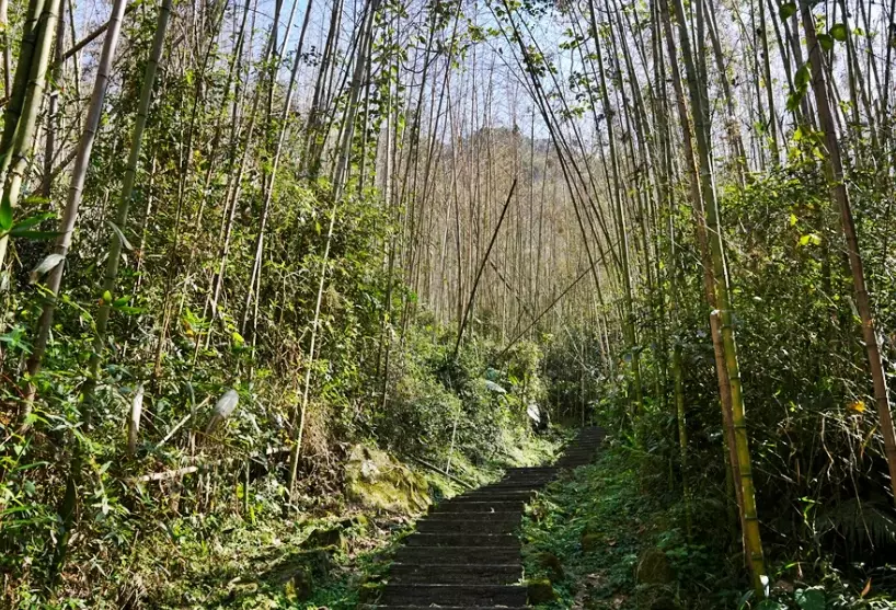 阿里山一日遊