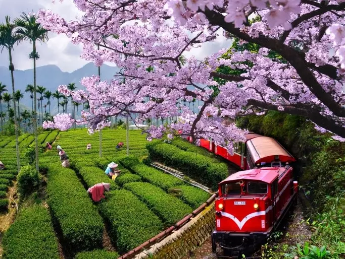 嘉義火車站到阿里山