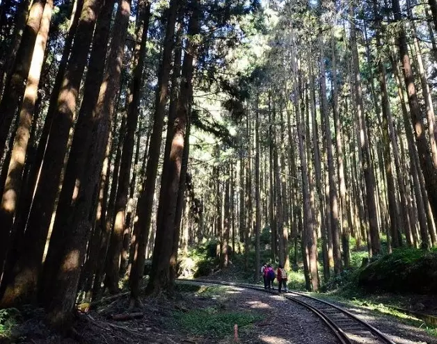 二萬坪黑森林步道