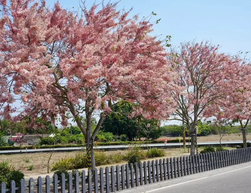 花旗木景點