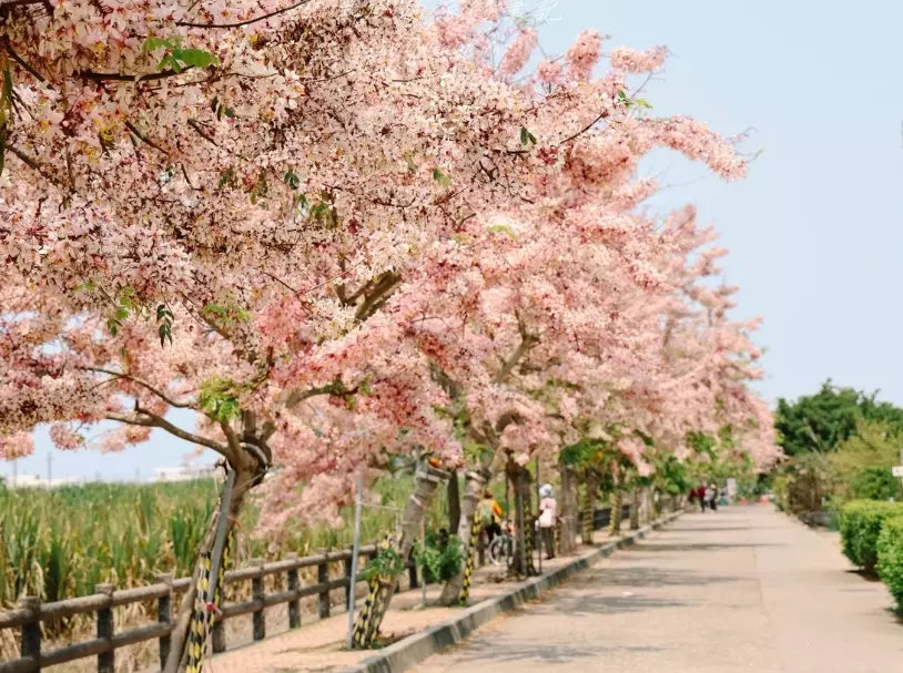 花旗木景點