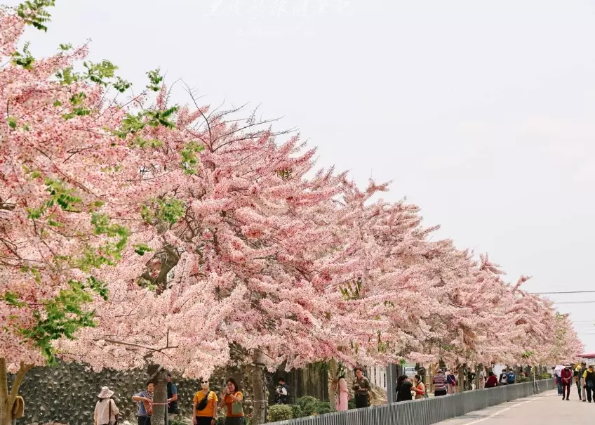 社區賞花