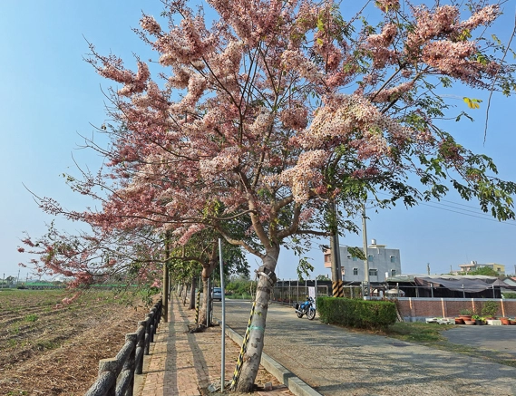 花旗木景點