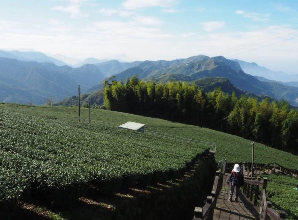 阿里山頂石棹步道