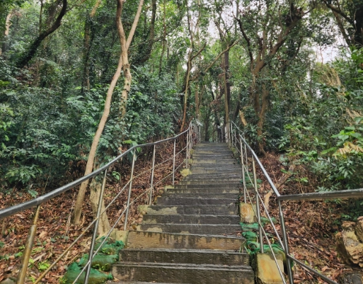 微熱山丘 鳳梨酥