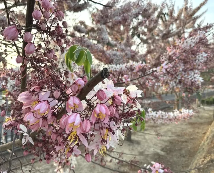社區賞花
