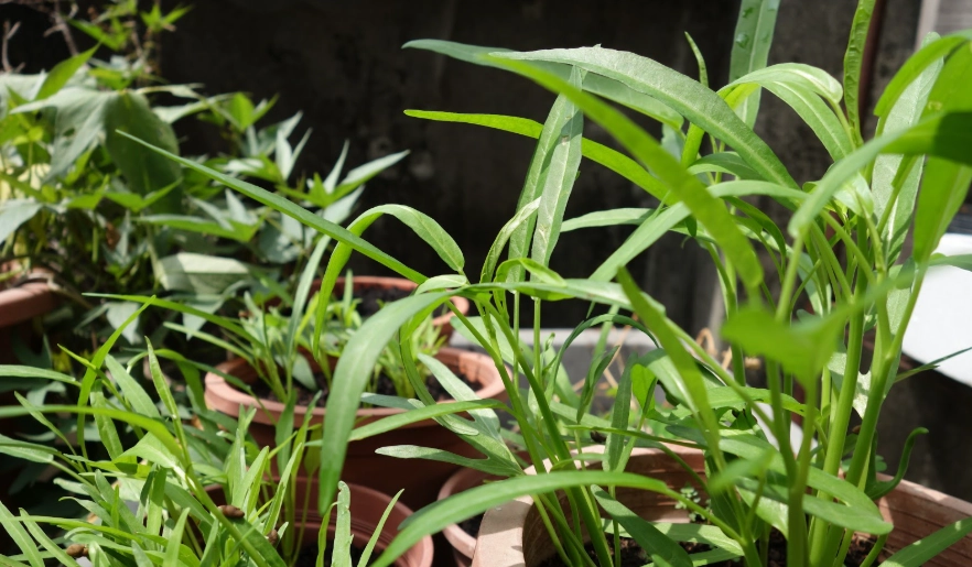 空心菜種植方法 空心菜種植方法