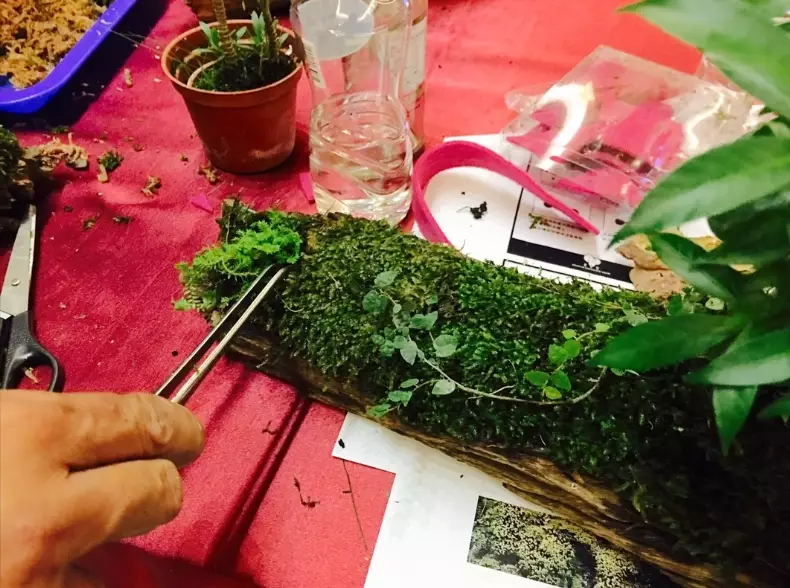苔蘚養護
