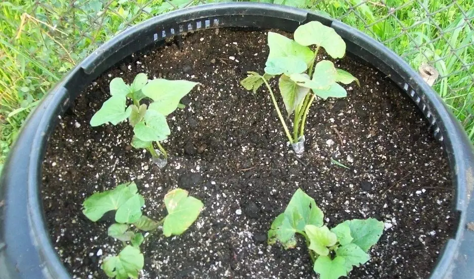 空心菜種植技巧 空心菜種植技巧