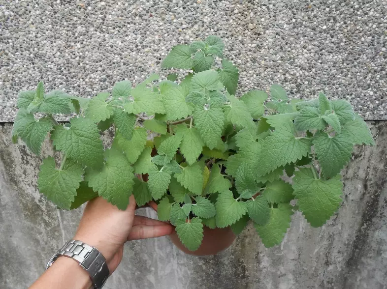 貓薄荷盆栽