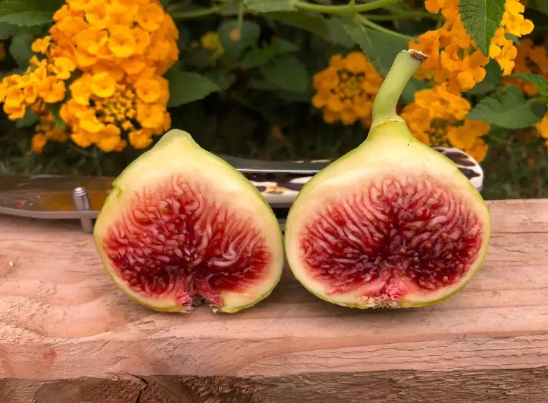 無花果種植 無花果種植