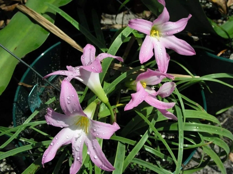 風雨蘭開花時間