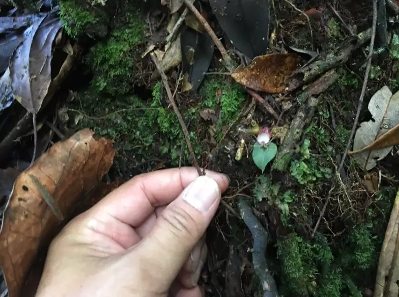 中海拔樹木
