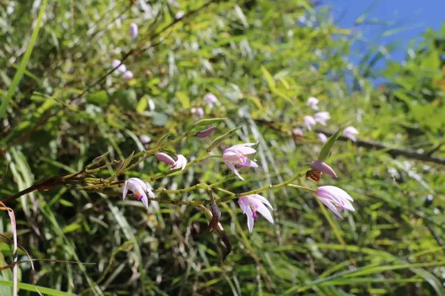 中海拔樹木