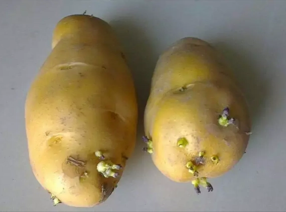 茄鹼中毒 茄鹼中毒