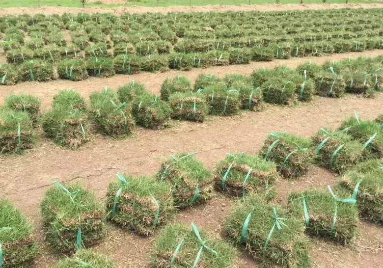 抹草肥料推薦