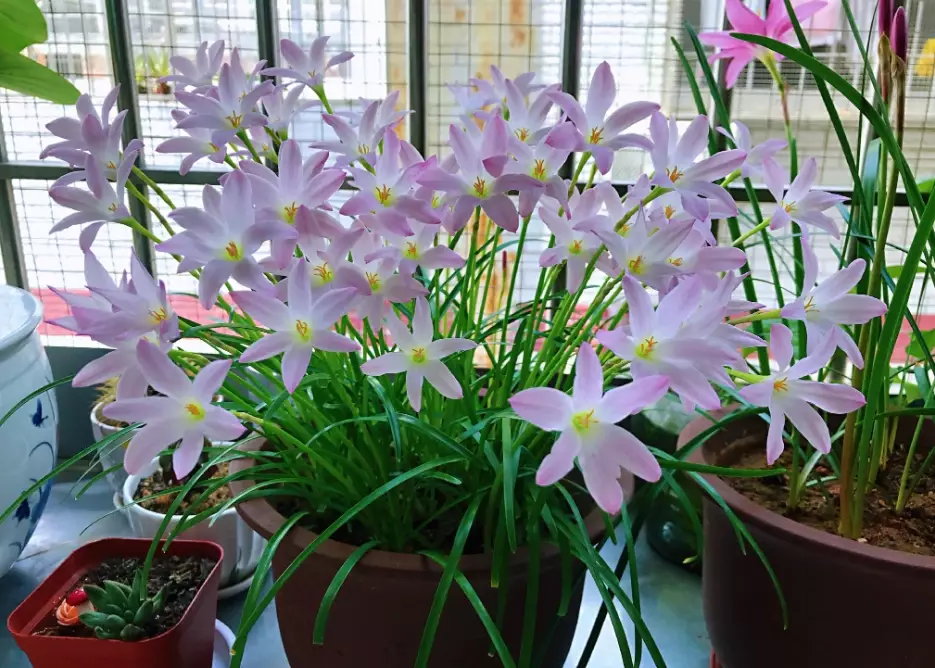 風雨蘭開花時間