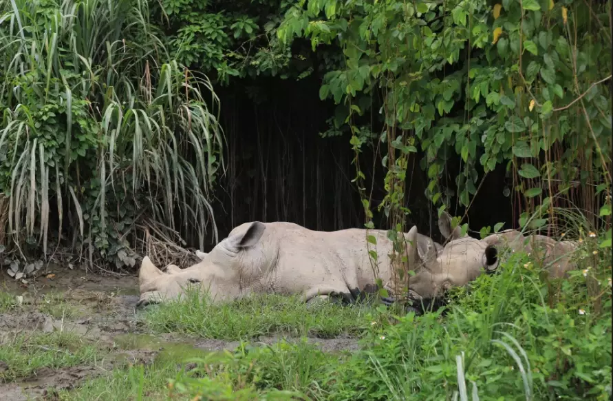 木柵動物園怎麼玩 木柵動物園怎麼玩