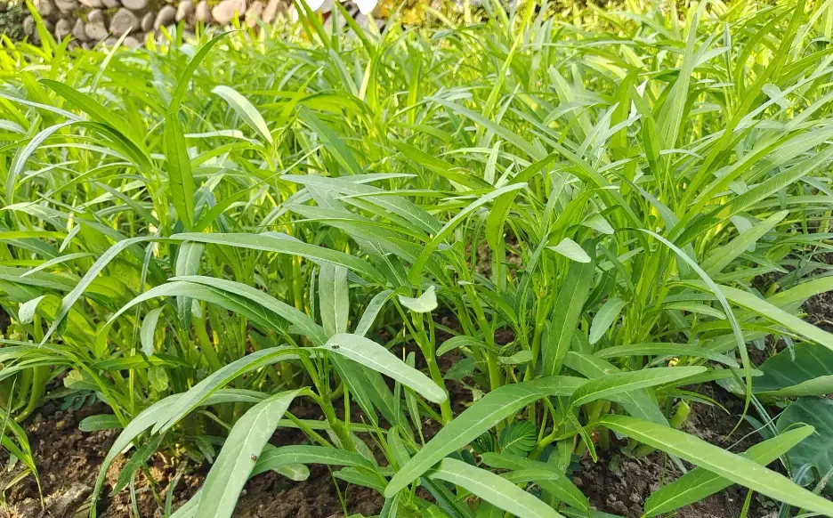空心菜盆栽種植 空心菜盆栽種植