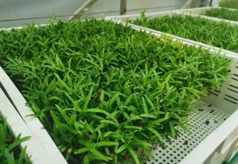 空心菜盆栽種植 空心菜盆栽種植