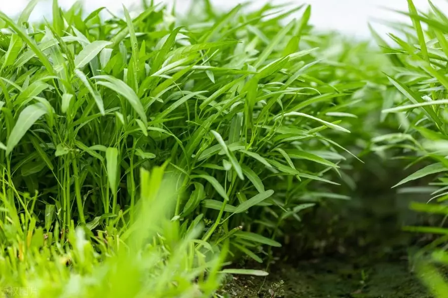 空心菜種植方法 空心菜種植方法