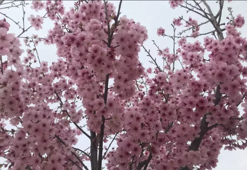 如何種植櫻花
