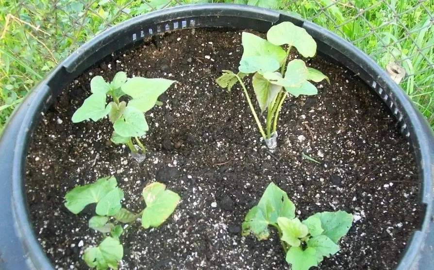 空心菜盆栽種植 空心菜盆栽種植
