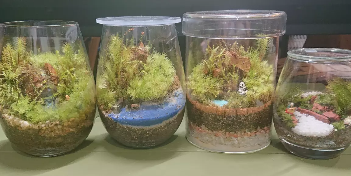 苔蘚繁殖