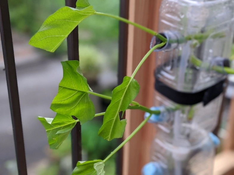水耕空心菜 水耕空心菜