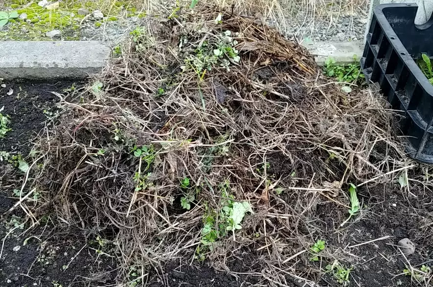抹草肥料推薦