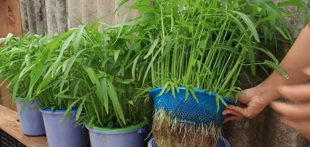 空心菜種植技巧 空心菜種植技巧
