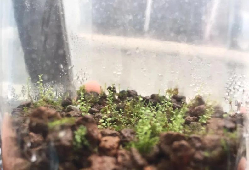 苔蘚分株