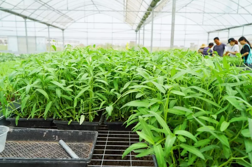 空心菜種植方法 空心菜種植方法