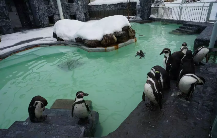 木柵動物園怎麼玩 木柵動物園怎麼玩