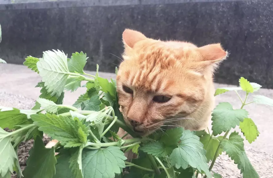 貓薄荷照顧
