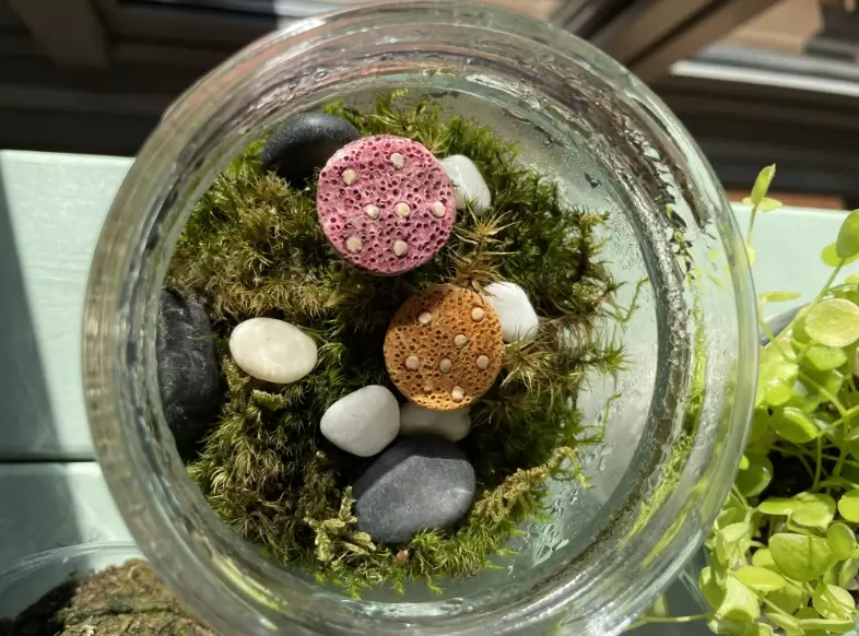 苔蘚繁殖