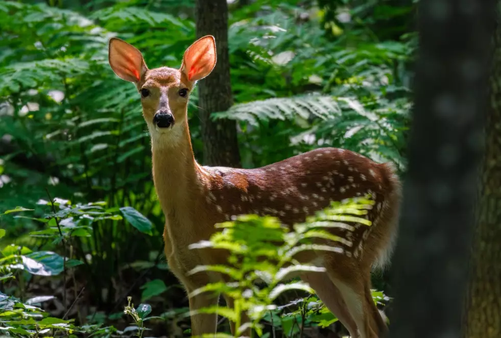 台灣野生動物