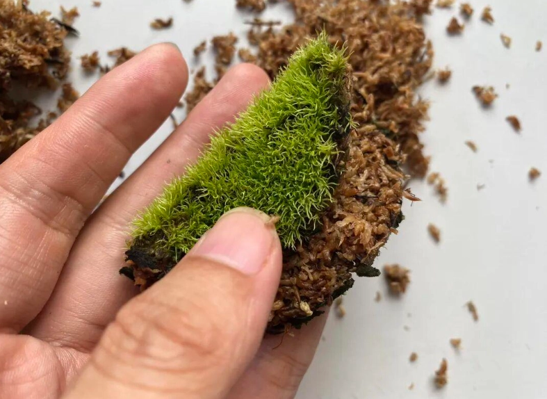 苔蘚養護