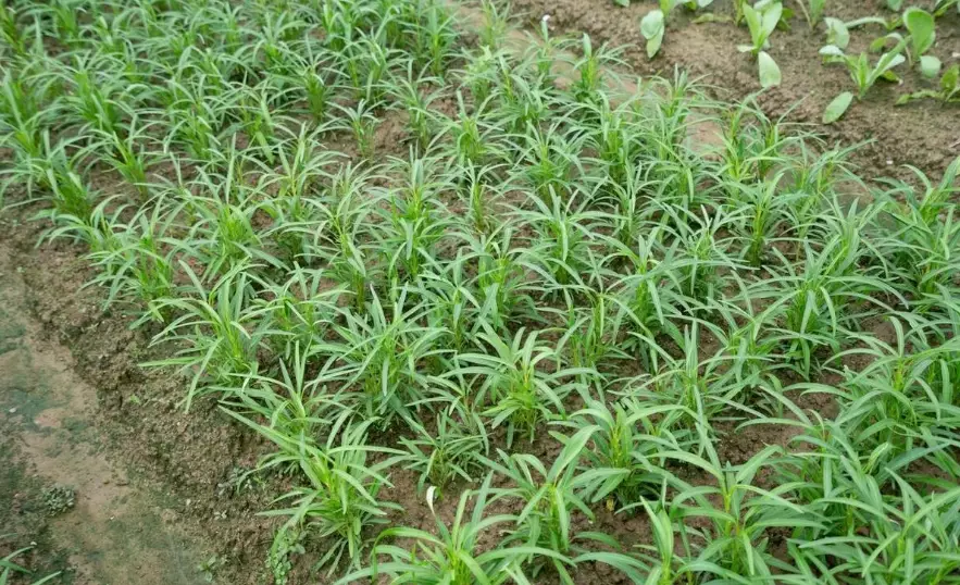 空心菜採收時間 空心菜採收時間