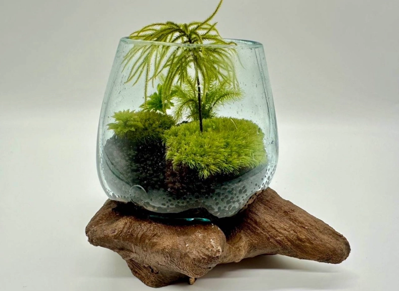 苔蘚繁殖