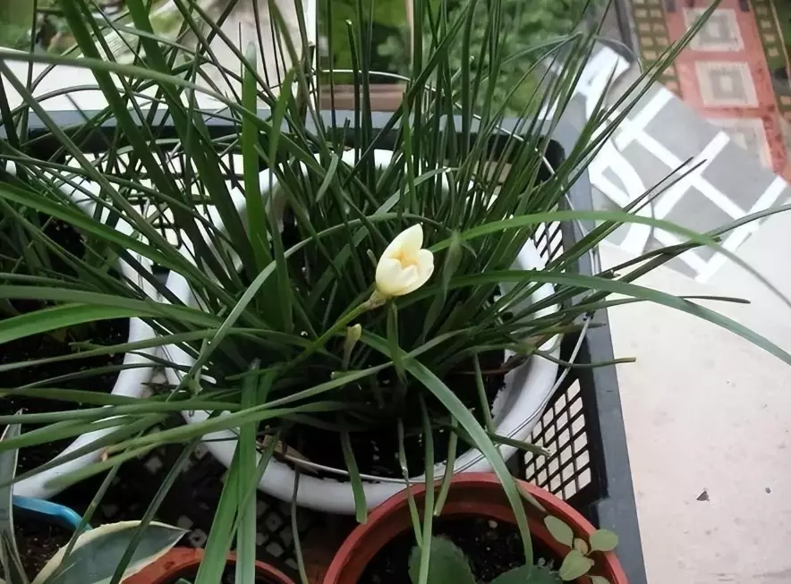 風雨蘭種子種植