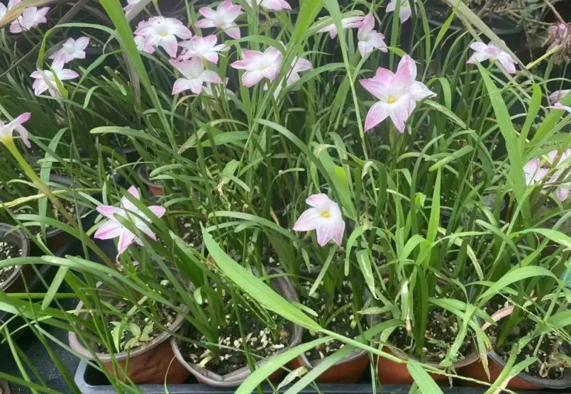 風雨蘭種子種植