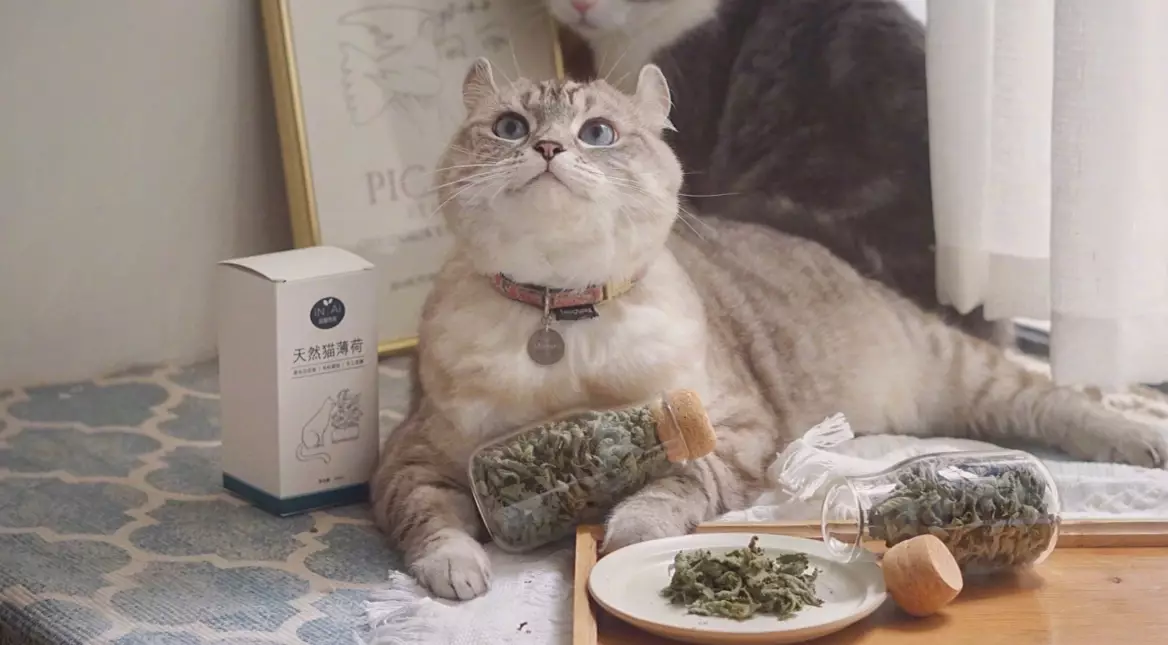 貓薄荷種植方法