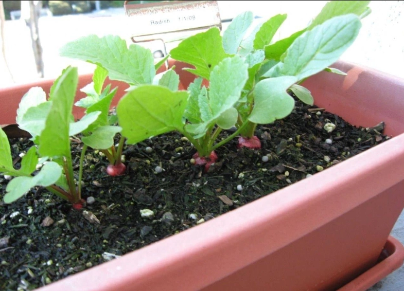 空心菜盆栽種植 空心菜盆栽種植