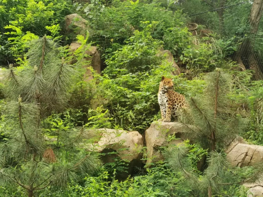台灣野生動物
