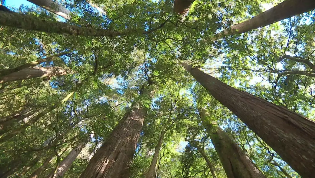 中海拔樹木